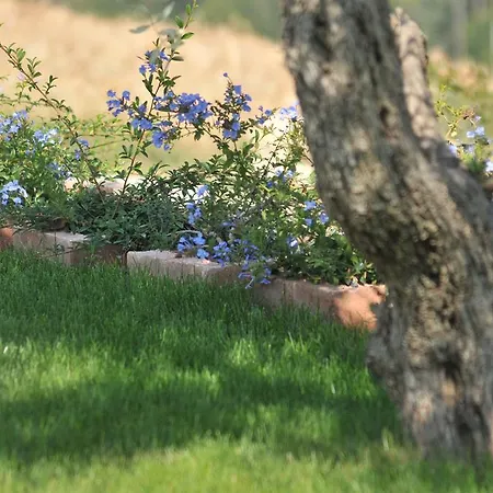 Poggio Agli Ulivi Lantgård Montesicuro